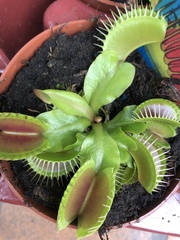 Dionaea