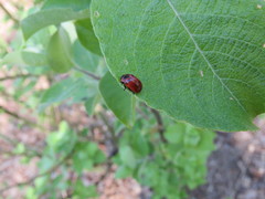 Gonioctena viminalis