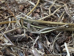 Schistocerca pallens