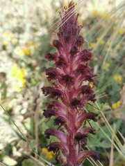Orobanche sanguinea