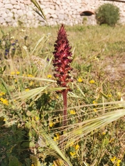 Orobanche sanguinea