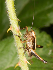 Pholidoptera griseoaptera
