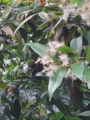 Syzygium myrtifolium