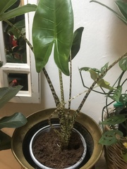 Alocasia zebrina