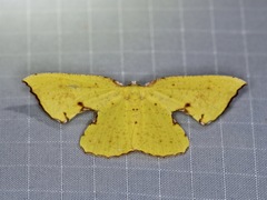 Corymica spatiosa