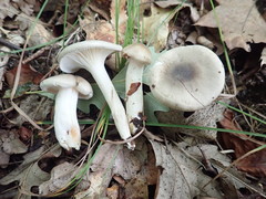 Hygrophorus occidentalis