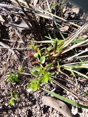 Acalypha peduncularis