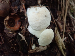Hypomyces chlorinus