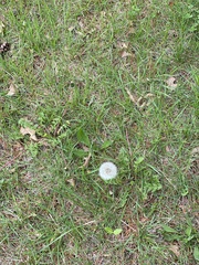 Taraxacum erythrospermum