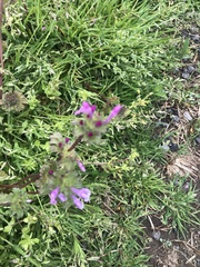 Lamium amplexicaule