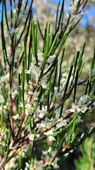 Hakea propinqua