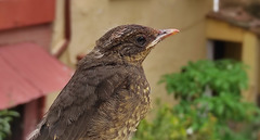 Turdus chiguanco