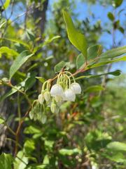 Zenobia pulverulenta