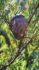 Hakea propinqua