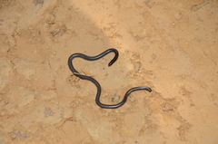 Leptotyphlops scutifrons