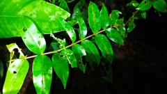 Palicourea callithrix