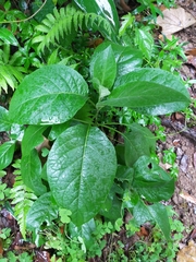 Gymnanthemum amygdalinum