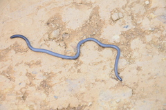 Leptotyphlops scutifrons