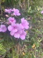 Barleria obtusa