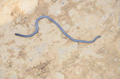 Leptotyphlops scutifrons