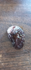 Haliotis spadicea