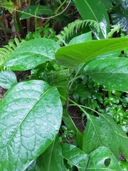 Gymnanthemum amygdalinum