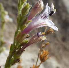 Penstemon discolor