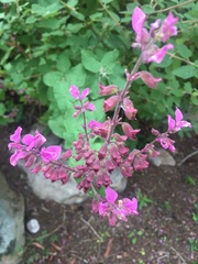 Syncolostemon obermeyerae