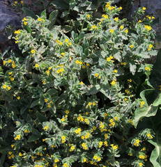 Alkanna orientalis