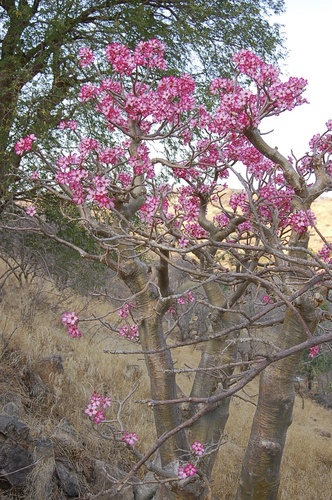 desert rose