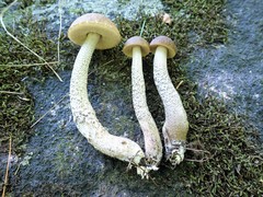 Leccinum luteum