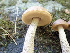 Leccinum luteum