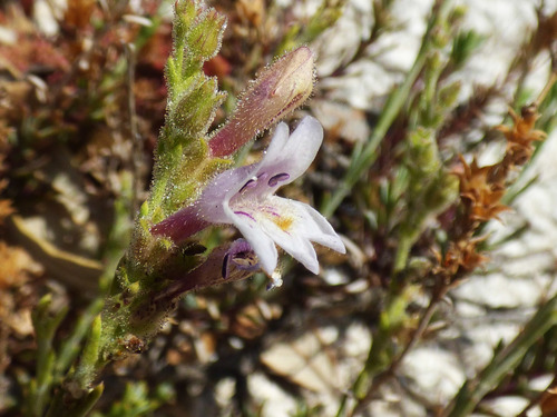 Cataiina beardtongue (Penstemon discolor)