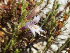 Penstemon discolor