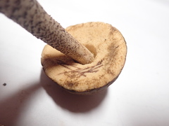 Leccinum luteum