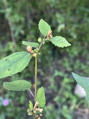 Triumfetta rhomboidea rhomboidea