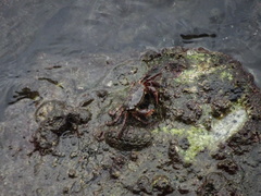 Hemigrapsus sanguineus