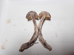 Leccinum luteum