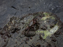 Hemigrapsus sanguineus