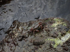 Hemigrapsus sanguineus