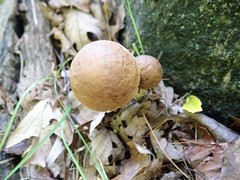 Leccinum luteum