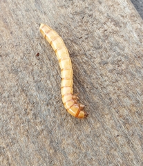 Selatosomus aeneus