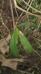 Catasetum maculatum