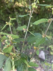 Triumfetta rhomboidea rhomboidea