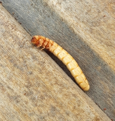 Selatosomus aeneus