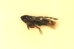 Anoscopus