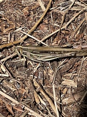 Schistocerca pallens