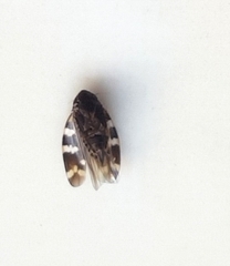 Anoscopus