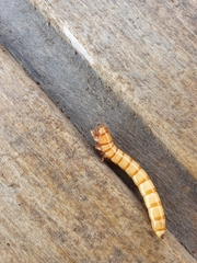Selatosomus aeneus
