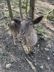 Rusa